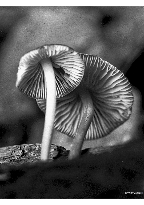black-and-white horizontal close-up photo of the bottoms of two mushrooms side by side emerging from a log in the foreground. The mushroom in the forefront has a smaller cap than the one behind it. Both mushrooms reveal their gills underneath the caps.
