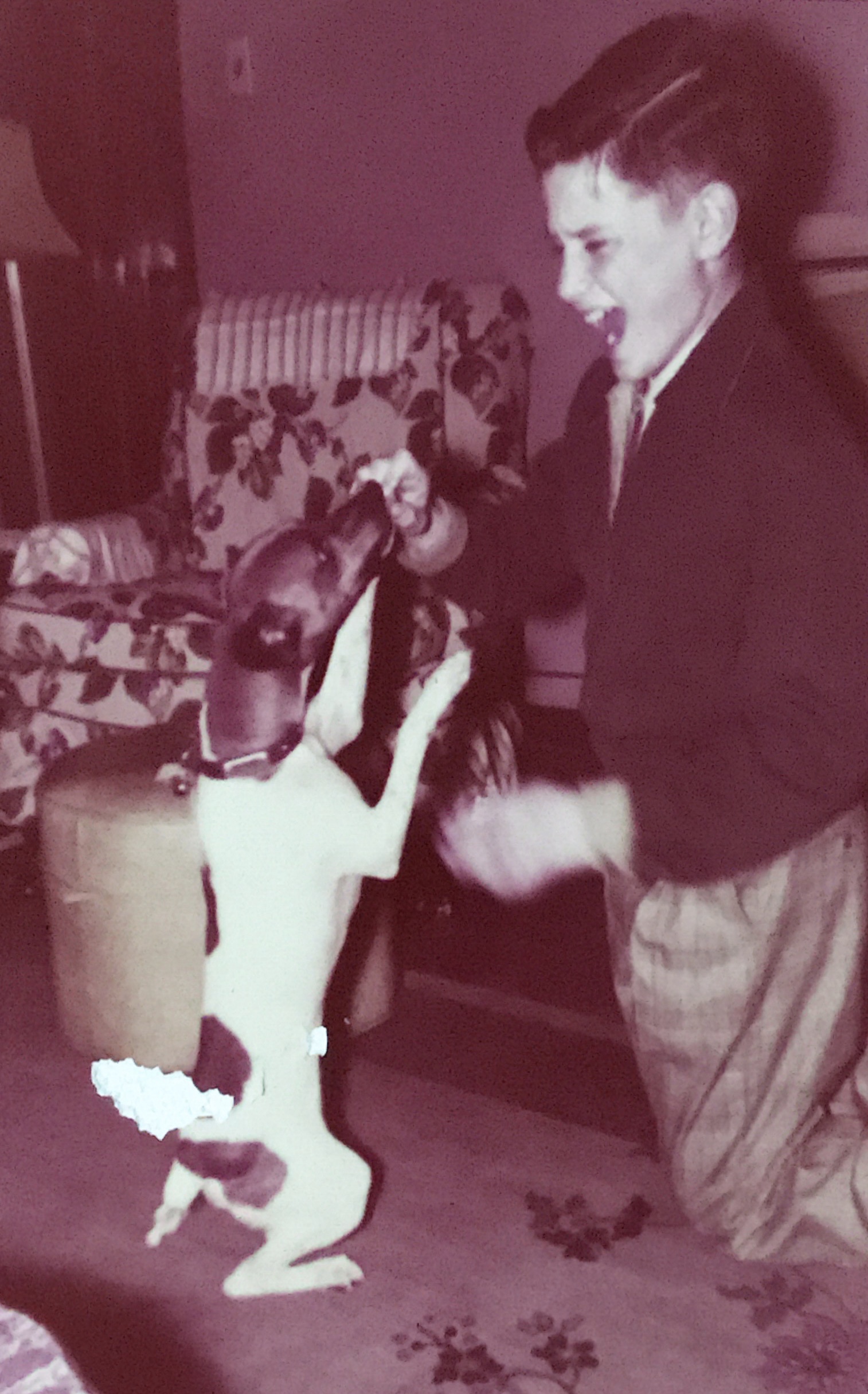 A young white dark-haired boy, his mouth open, feeds a treat to a rat terrier with a dark face and a light body. The dog is on his hind legs to reach the boy's fingers. Behind them is a recliner with a floral pattern.